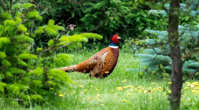 Brightly colored male pheasant walking through grass near a forest edge