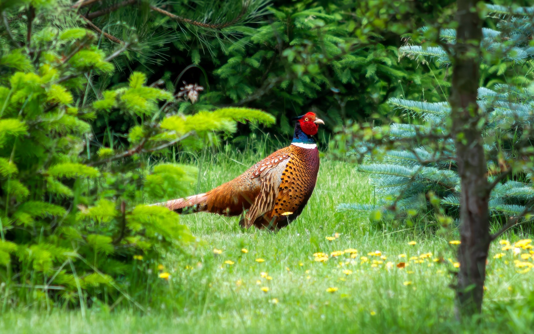 Brightly colored male pheasant walking through grass near a forest edge