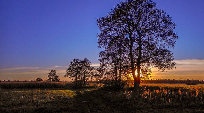 Bare trees silhouetted against a vivid sunrise in open field