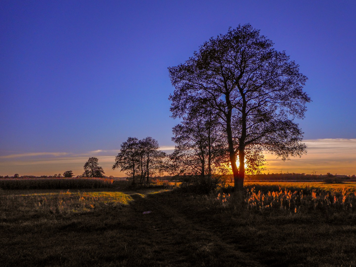 Bare trees silhouetted against a vivid sunrise in open field