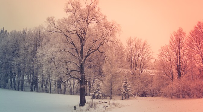 Winter’s Stillness