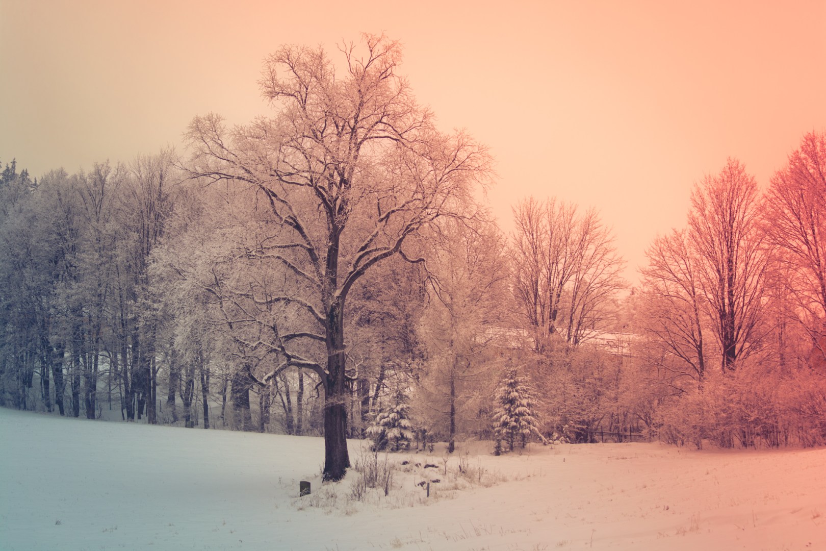 Frost-covered trees in a tranquil park dusted with snow