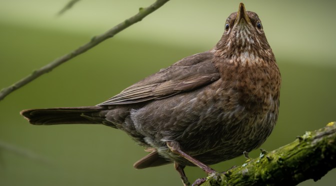 Close-up of a female blackbird resting on a branch in the forest