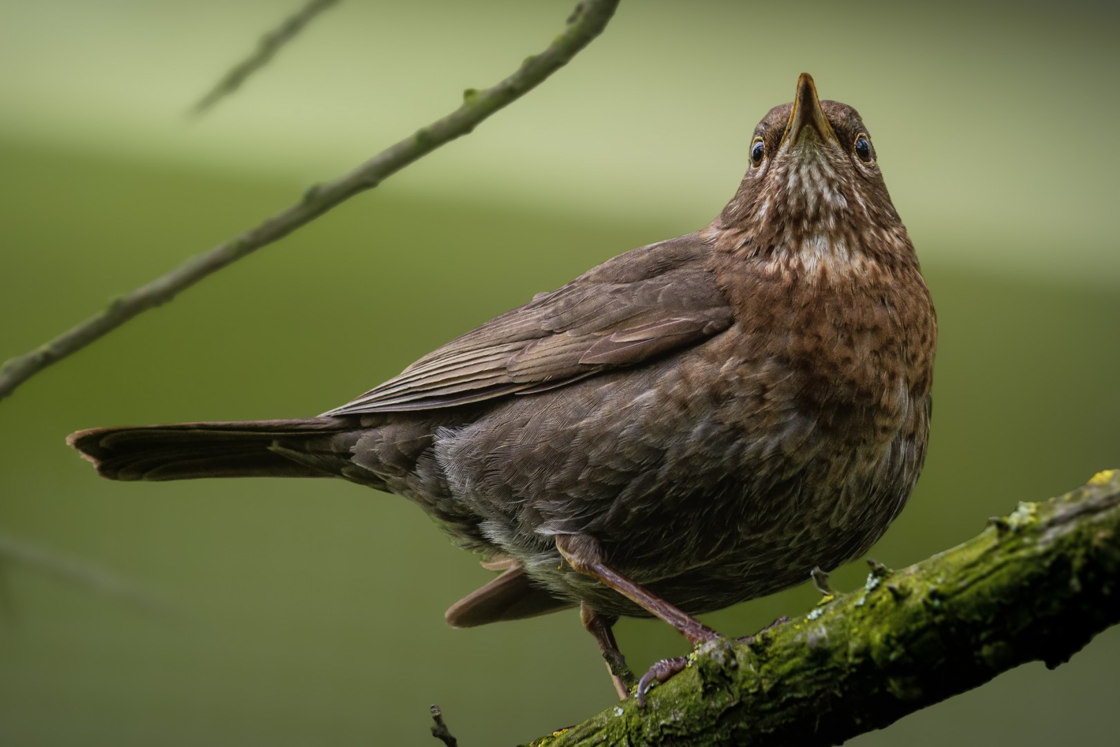 Close-up of a female blackbird resting on a branch in the forest