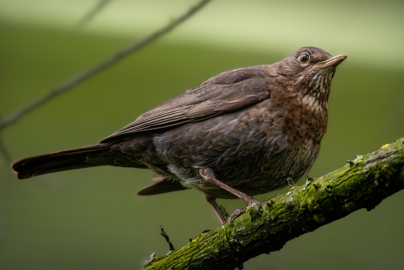 Female blackbird perched on a mossy branch with blurred green background