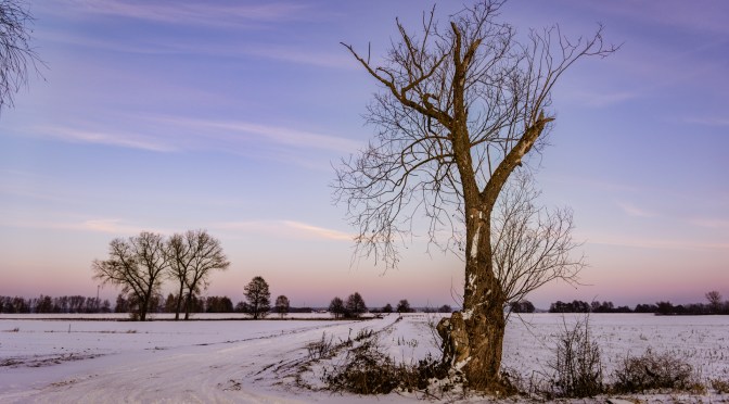Frost-covered tree in open field under early morning purple sky