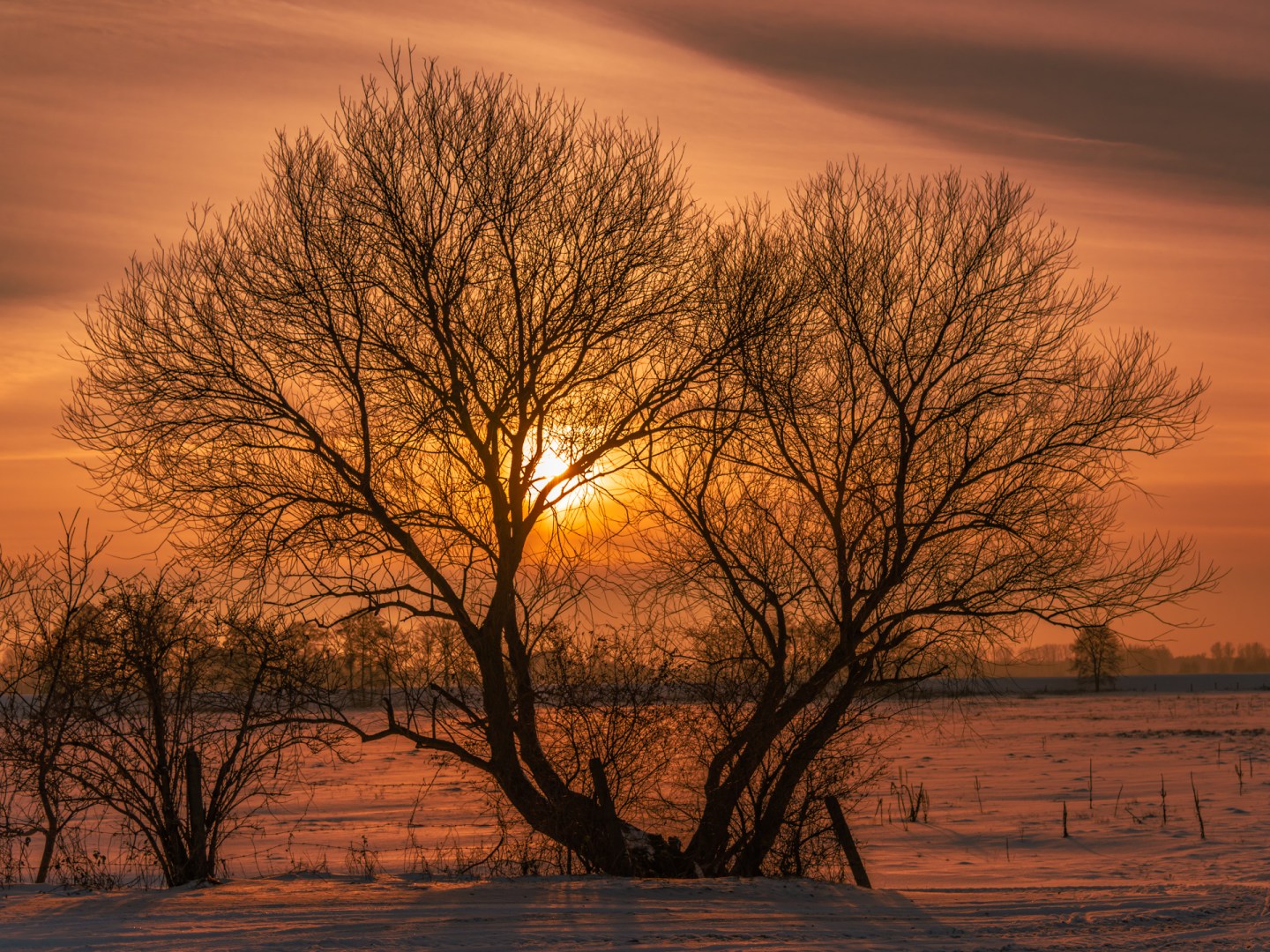 Sunlight glowing between two trees in a snowy field
