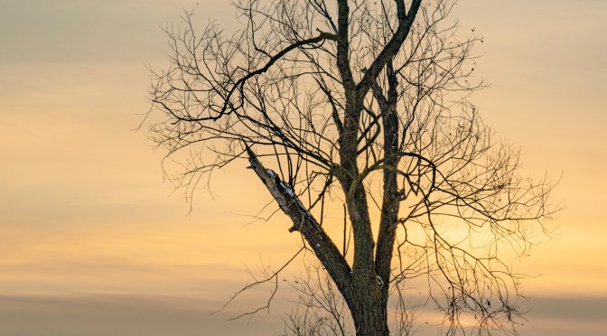 A single leafless tree stands in golden winter light near a field
