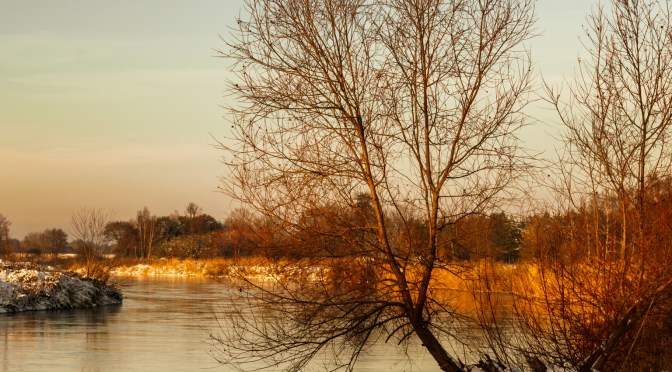 Bare trees reflect in still water under golden evening skies