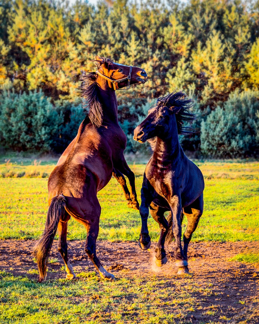 Wild horses fighting in a sunlit field with trees in the background