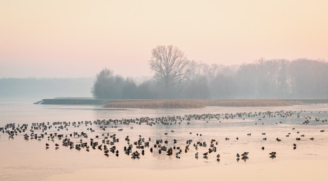 Large group of waterfowl on a mist-covered lake at sunrise