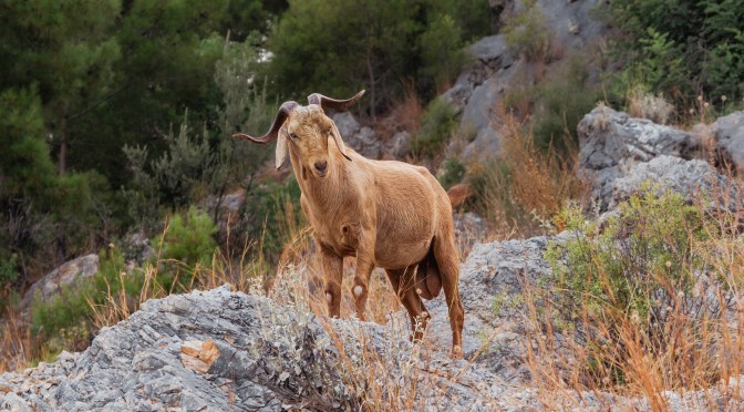 Wild goat standing on a rocky hillside in natural Mediterranean landscape