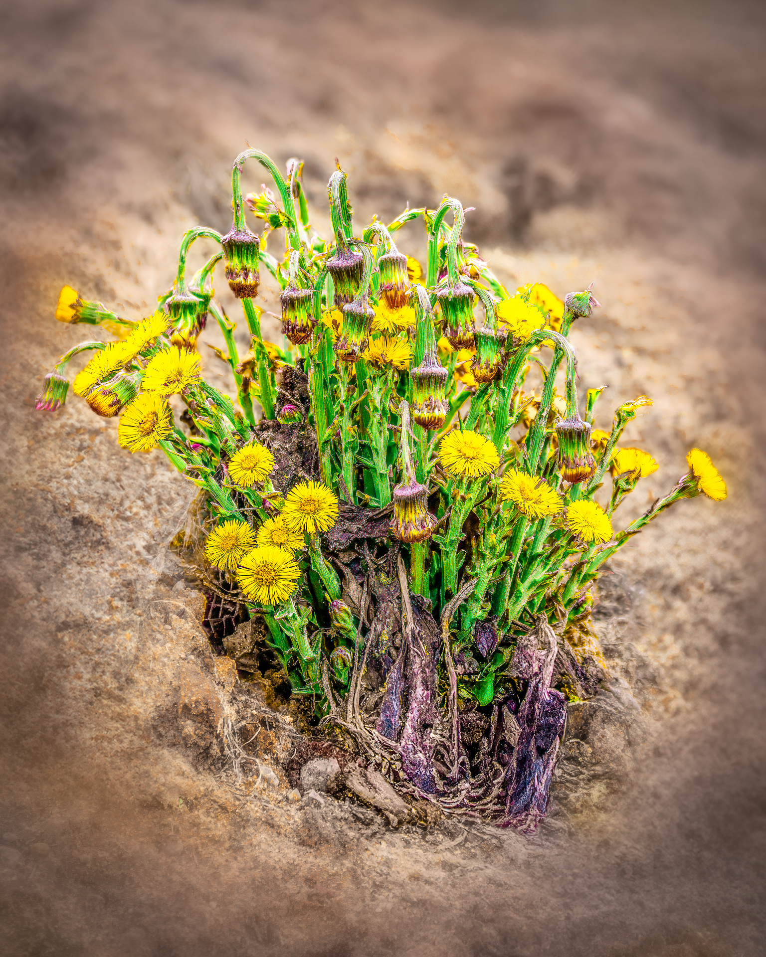 Close-up of yellow coltsfoot flowers blooming through bare soil in early spring, symbolizing nature’s awakening