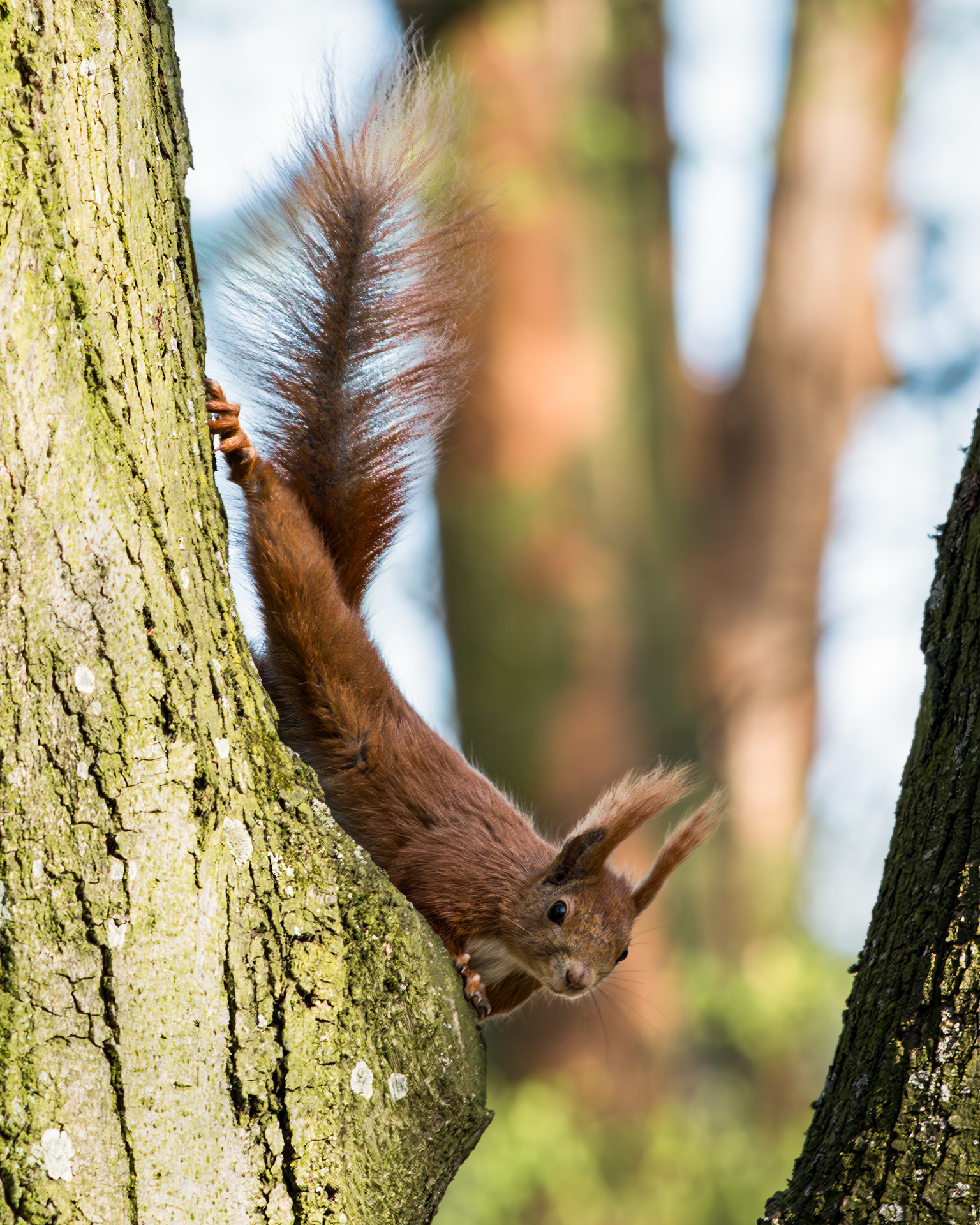 Red squirrel clinging to a tree trunk, tail raised, looking curious in a sunlit forest setting