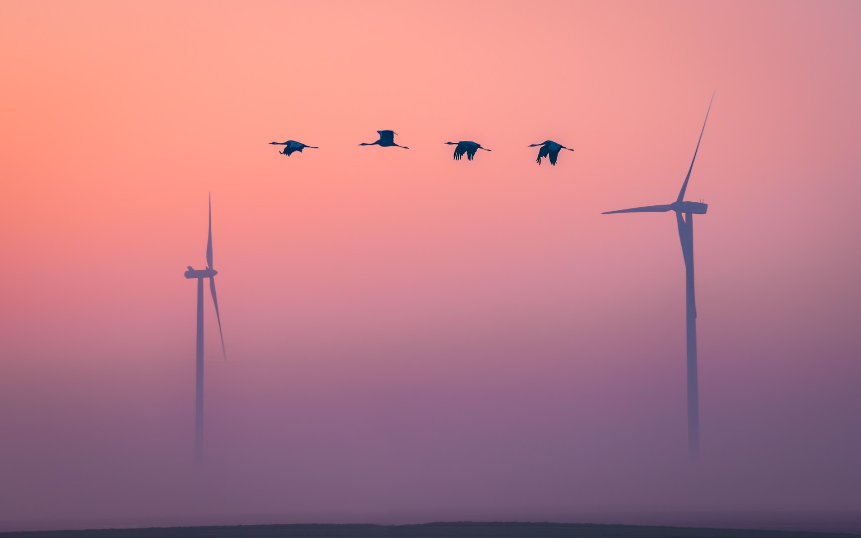 Flock of migrating birds flying at sunrise through misty air with wind turbines in the background — pastel sky and low fog create a dreamy, tranquil atmosphere.