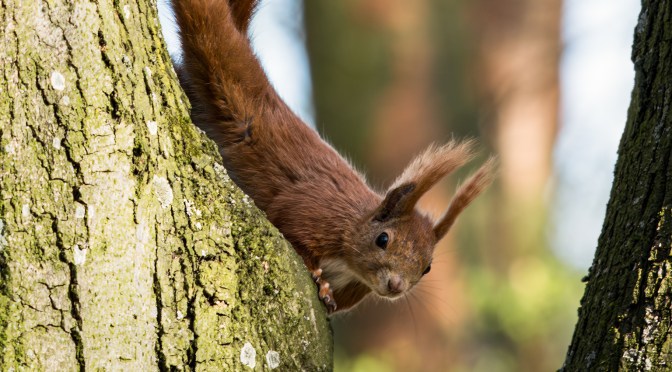 Red squirrel clinging to a tree trunk, tail raised, looking curious in a sunlit forest setting