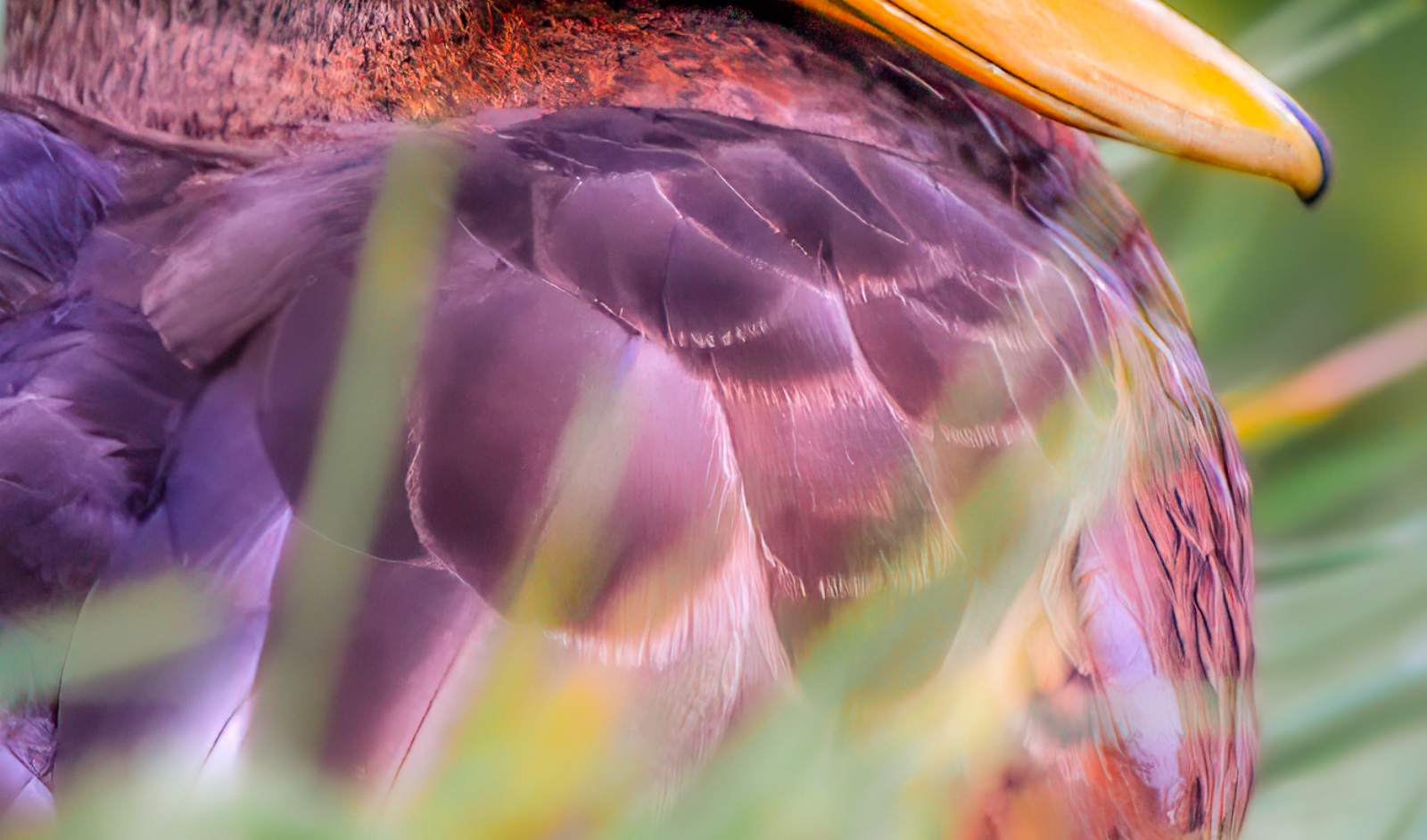 Close-up of duck feathers with minimal Texture and Clarity in Camera Raw