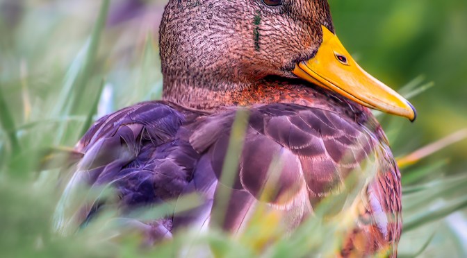 Resting duck portrait in soft focus, surrounded by green grass in Poland — close-up wildlife photo highlighting feather detail and calm atmosphere