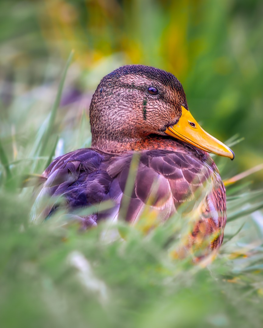 Resting duck portrait in soft focus, surrounded by green grass in Poland — close-up wildlife photo highlighting feather detail and calm atmosphere