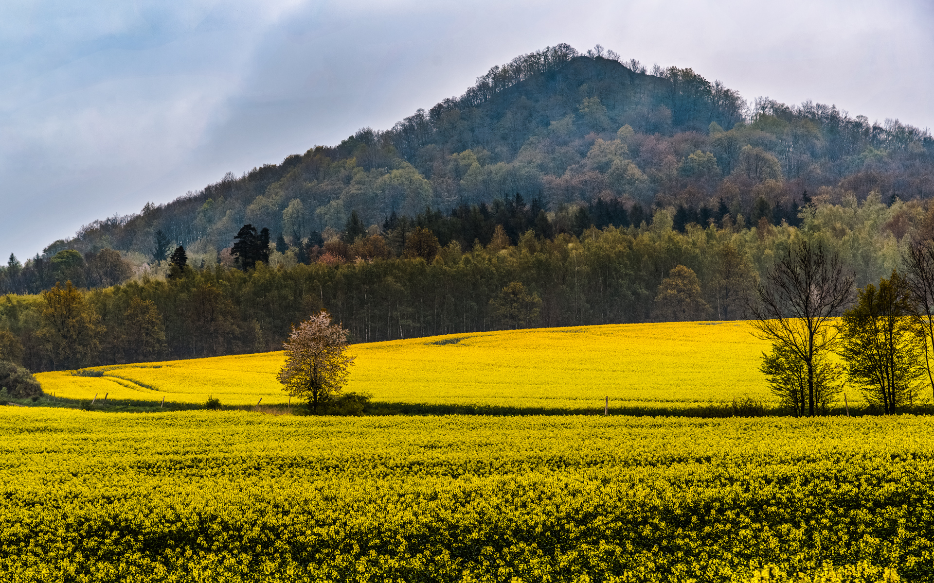 Ostrzyca extinct volcano in Poland rising behind spring canola fields in the Land of Extinct Volcanoes