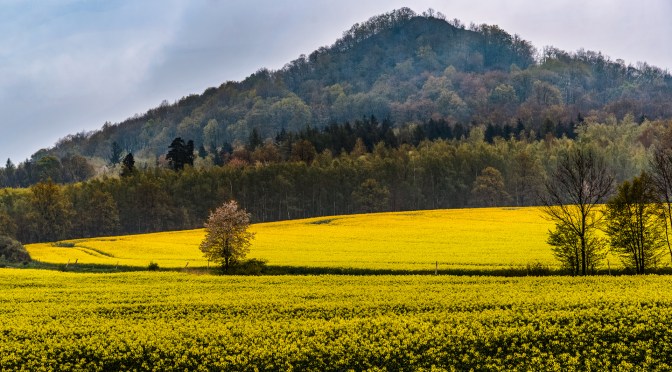 Ostrzyca extinct volcano in Poland rising behind spring canola fields in the Land of Extinct Volcanoes