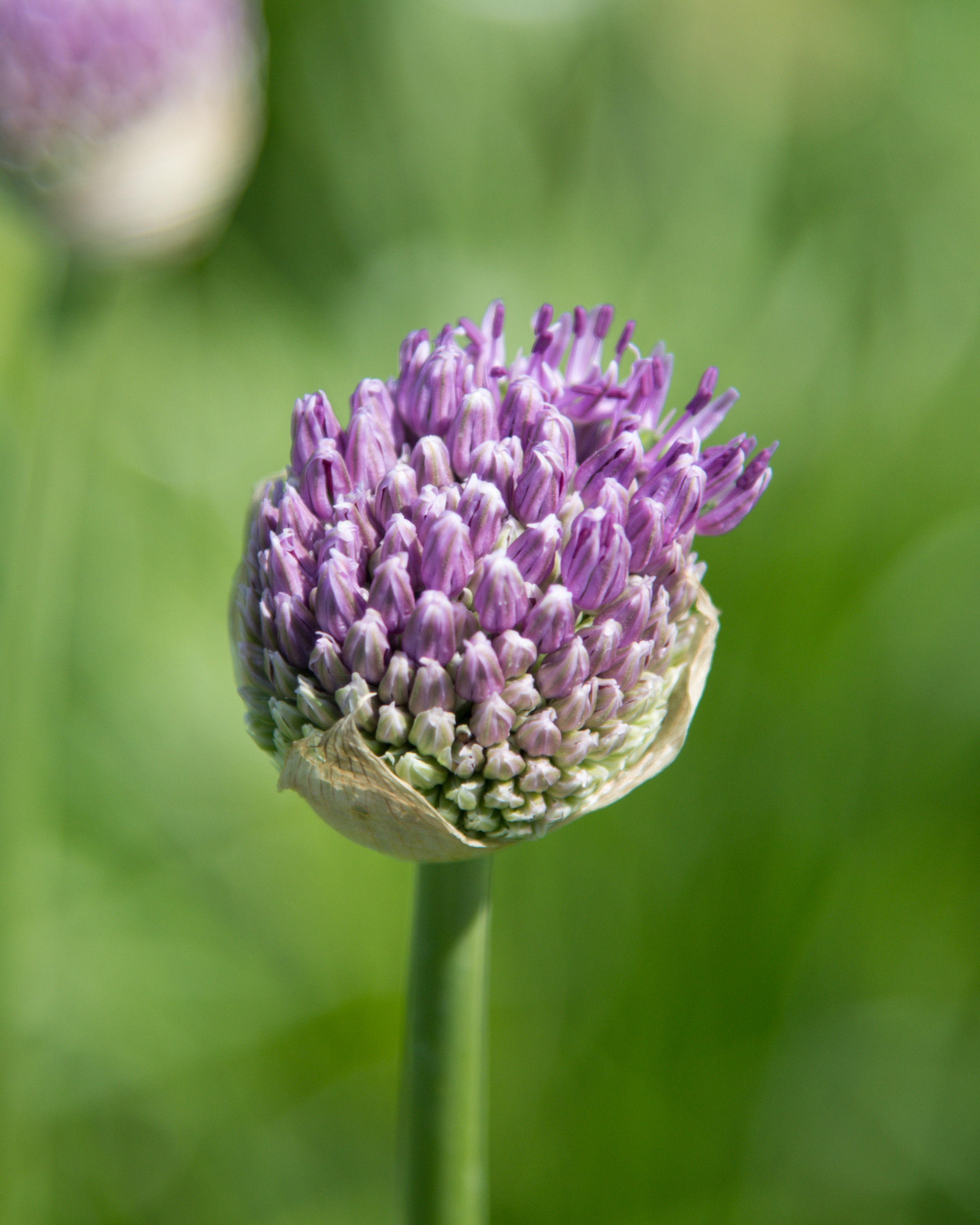 Close-up of a purple allium flower bud in soft natural daylight, with a green blurred background