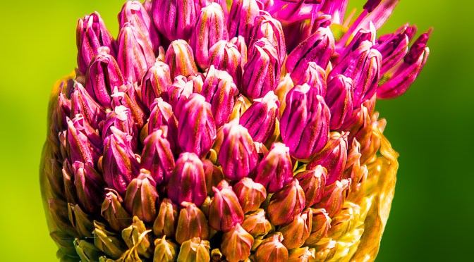 Close-up of a purple allium flower blooming in soft golden hour light, with a blurred green background