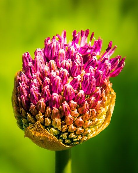 Close-up of a purple allium flower blooming in soft golden hour light, with a blurred green background