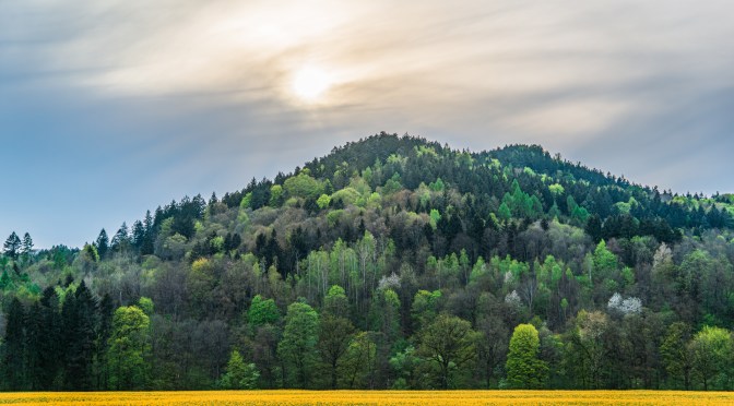 Spring Layers — Forest Hills and Rapeseed Bloom in Lower Silesia