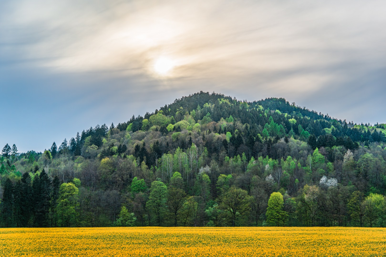 Layered spring landscape in Lower Silesia, Poland — blooming rapeseed field in the foreground, forested hill with fresh green foliage in the background, and soft sun behind cloudy sky
