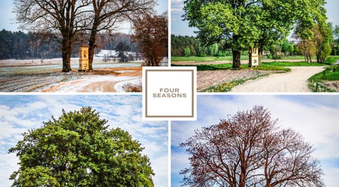 A single tree and a small roadside chapel captured in spring, summer, autumn, and winter along a rural dirt road in Poland