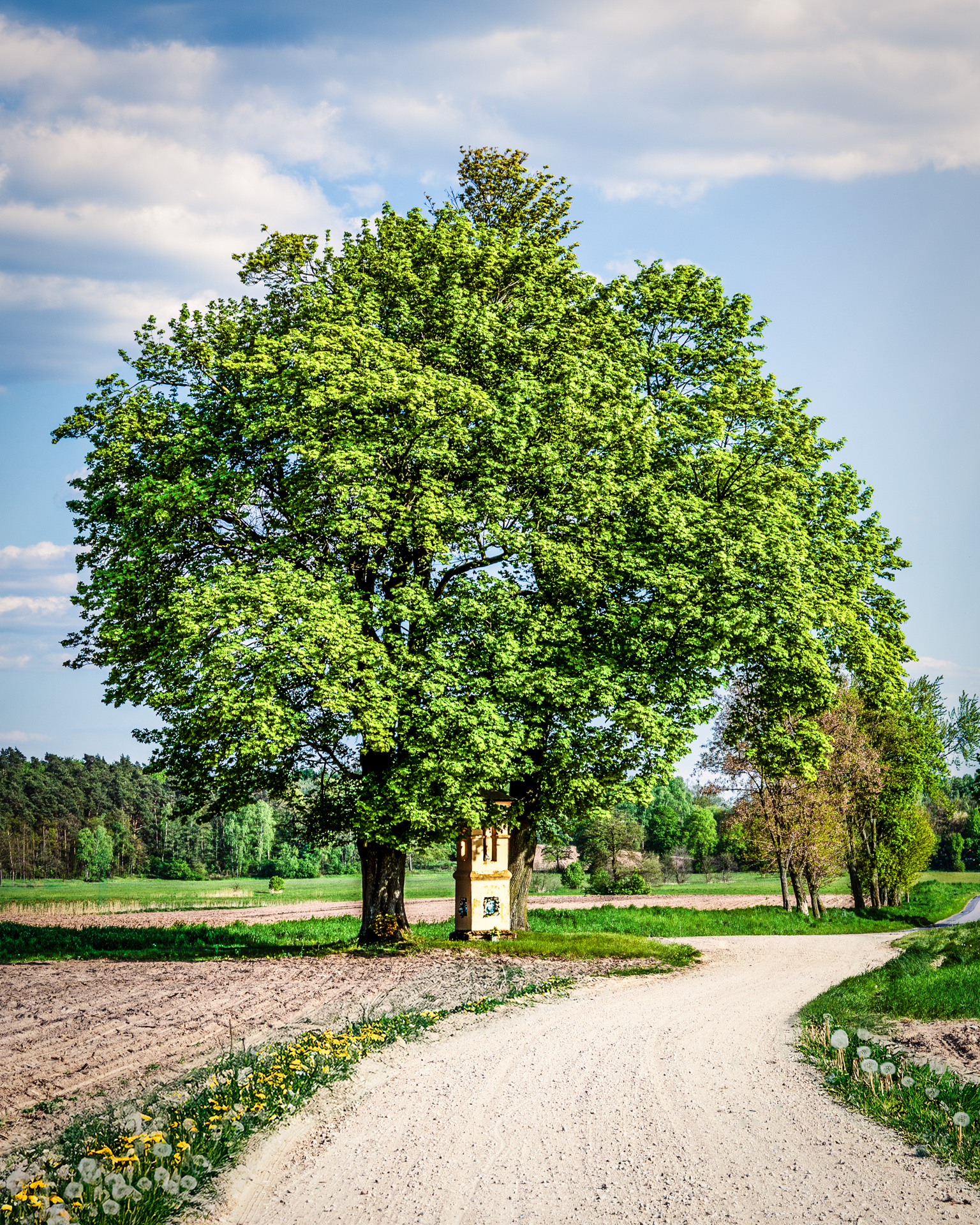 A blossoming green tree with a roadside chapel underneath, surrounded by spring flowers and fresh greenery along a rural road in Poland