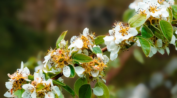 Spring Blossoms in Focus: A Close-Up of Nature’s Comeback