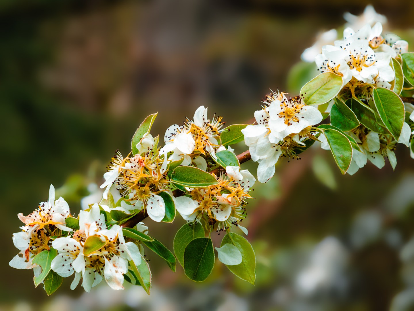 Close-up of blooming apple tree flowers with green leaves in spring, photographed in the Polish countryside