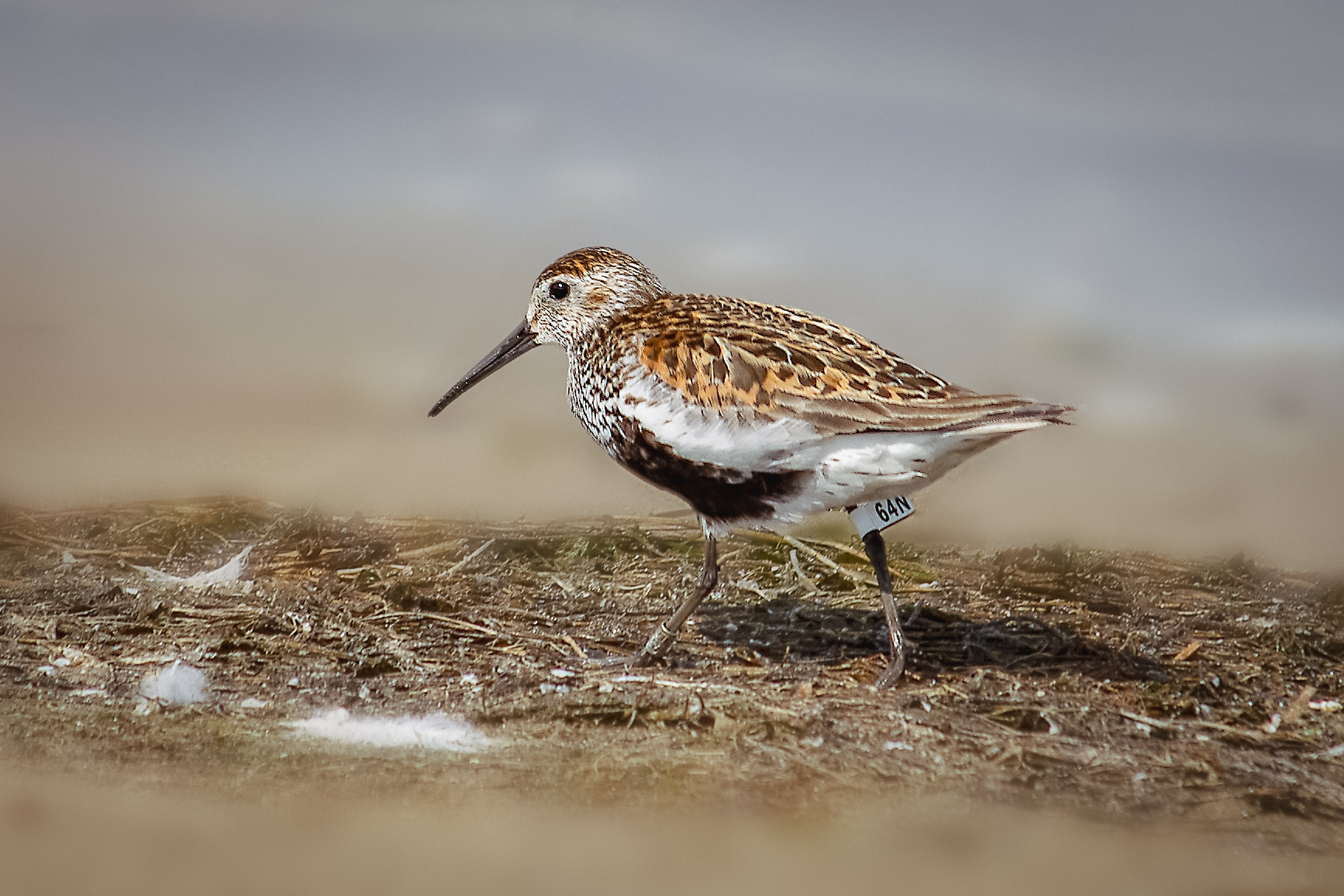 Close-up of a Dunlin bird (Calidris alpina) walking near the Vistula estuary in Rezerwat Mewia Łacha, Poland