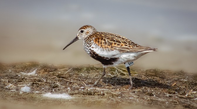 Close-up of a Dunlin bird (Calidris alpina) walking near the Vistula estuary in Rezerwat Mewia Łacha, Poland