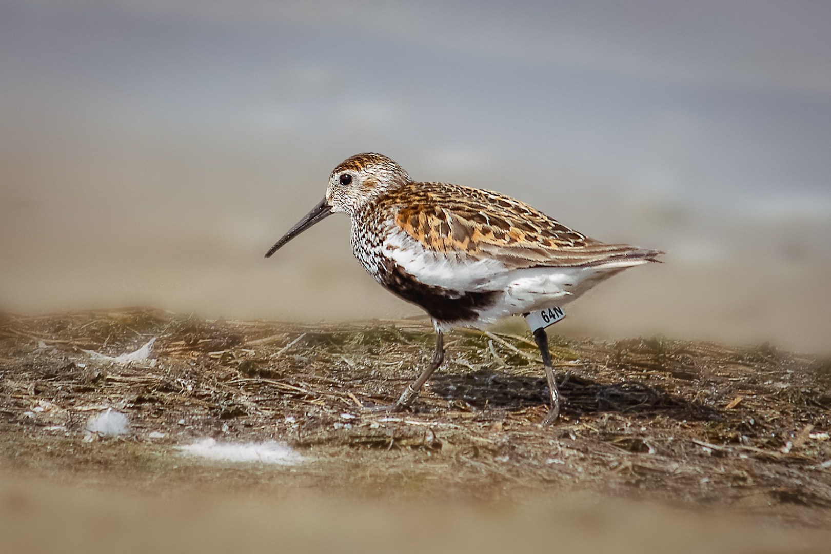Close-up of a Dunlin bird (Calidris alpina) walking near the Vistula estuary in Rezerwat Mewia Łacha, Poland