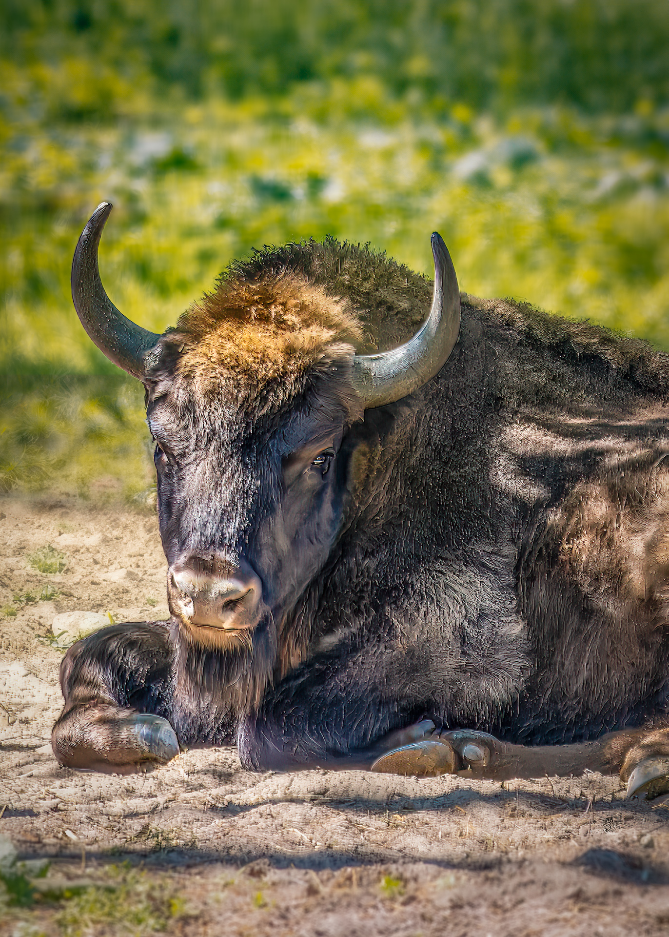 Close-up photo of a European bison resting in the shade, taken in the Gołuchów bison reserve in Poland, with visible horns and detailed fur texture