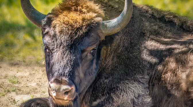 Close-up photo of a European bison resting in the shade, taken in the Gołuchów bison reserve in Poland, with visible horns and detailed fur texture