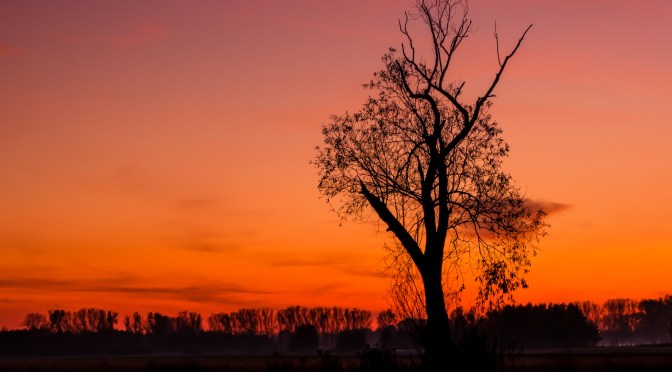Backlit yellow leaves on delicate spring branches photographed during a morning bike ride in soft natural light