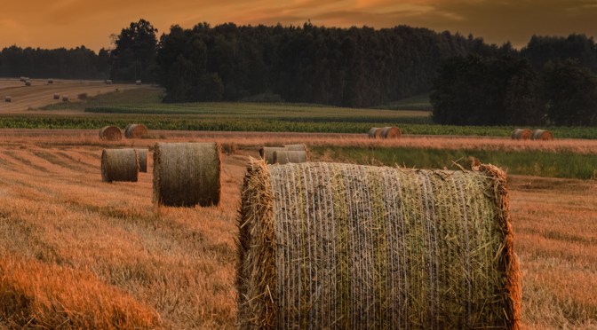 Golden hay bales at sunset in a rural Polish field, photographed in July, with post-processing in Camera Raw and Photoshop