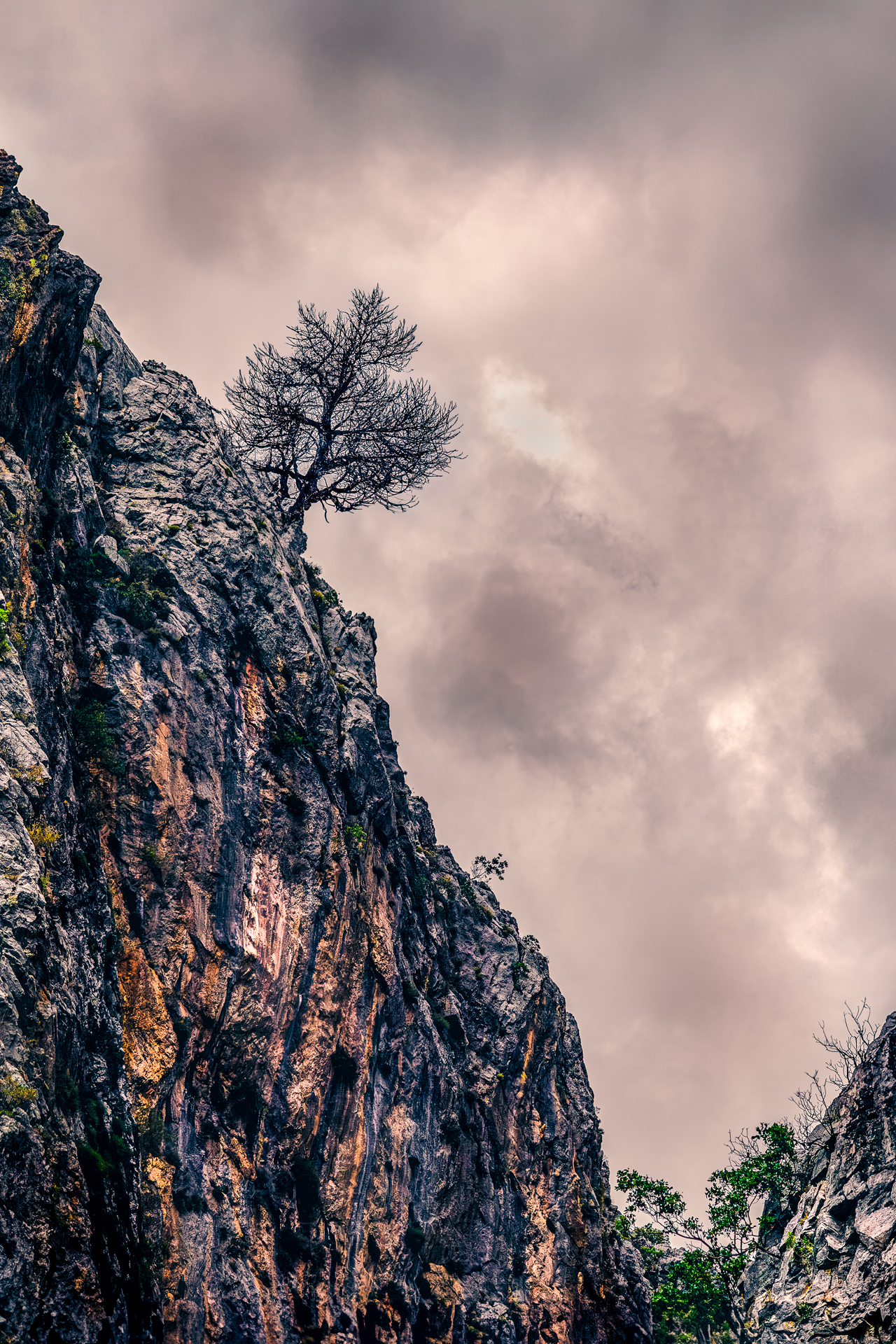 A solitary tree growing from a steep rocky cliff under a dramatic stormy sky, captured in vertical composition with natural textures and moody light