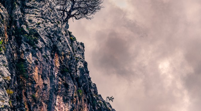 A solitary tree growing from a steep rocky cliff under a dramatic stormy sky, captured in vertical composition with natural textures and moody light