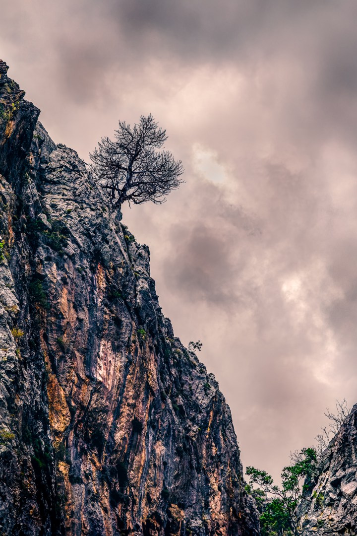 A solitary tree growing from a steep rocky cliff under a dramatic stormy sky, captured in vertical composition with natural textures and moody light