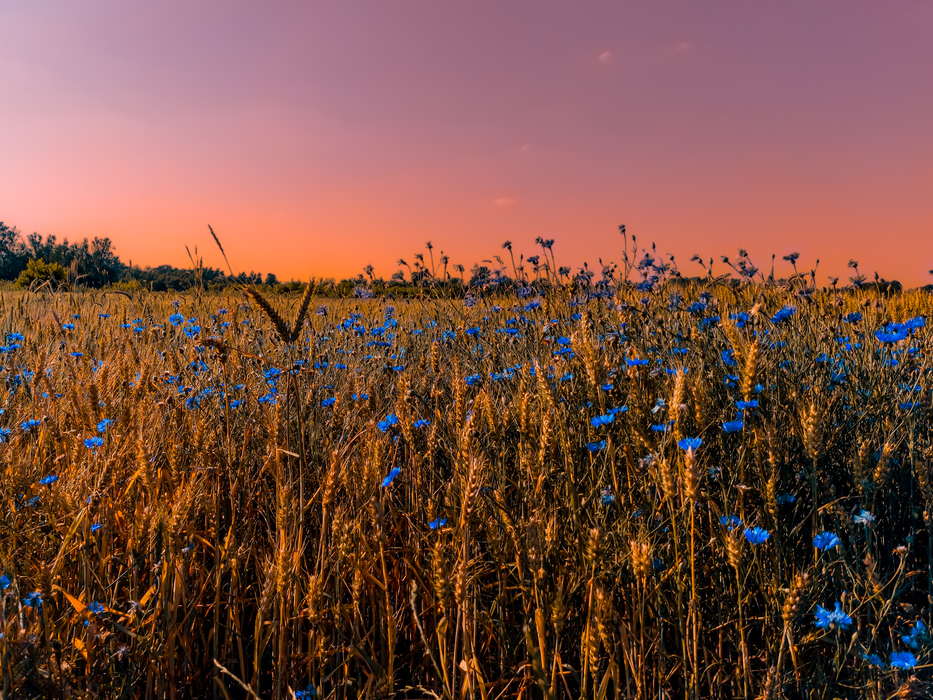 Vibrant wheat field with blooming blue cornflowers under a colorful sunset sky, enhanced with Lightroom post-processing