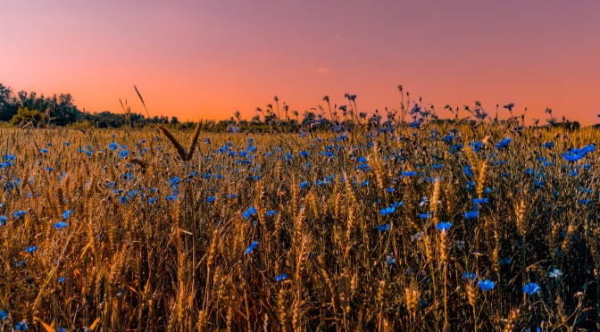 Vibrant wheat field with blooming blue cornflowers under a colorful sunset sky, enhanced with Lightroom post-processing