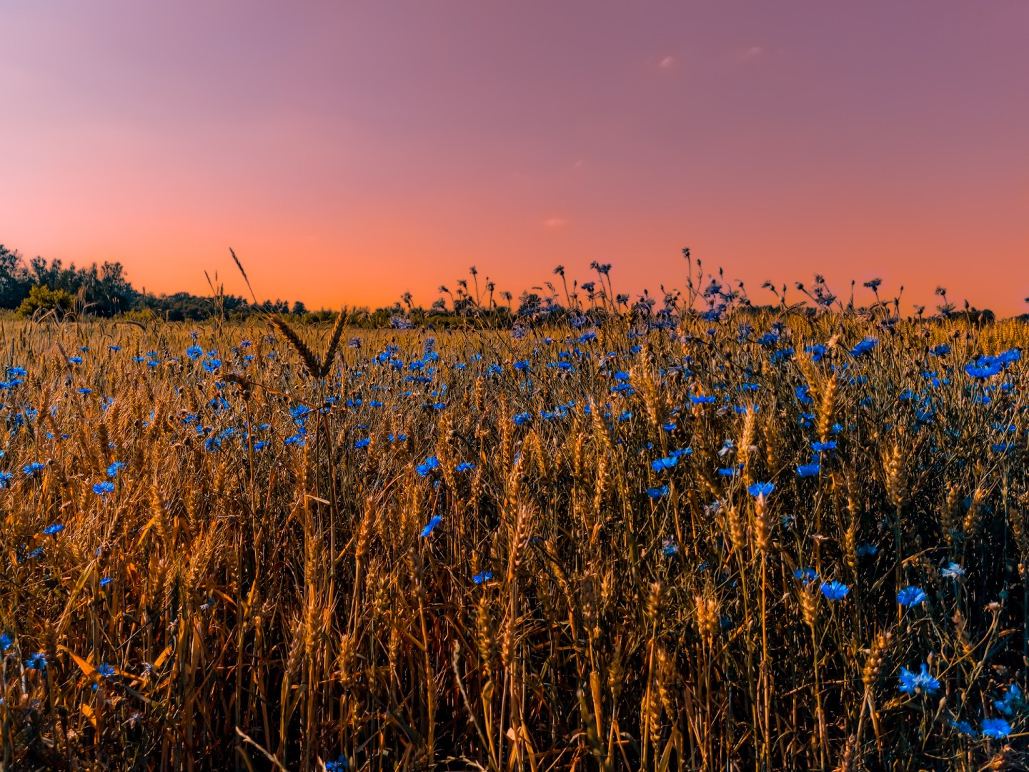 Vibrant wheat field with blooming blue cornflowers under a colorful sunset sky, enhanced with Lightroom post-processing