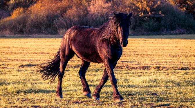Black horse walking across a golden field at sunset with autumn trees in the background