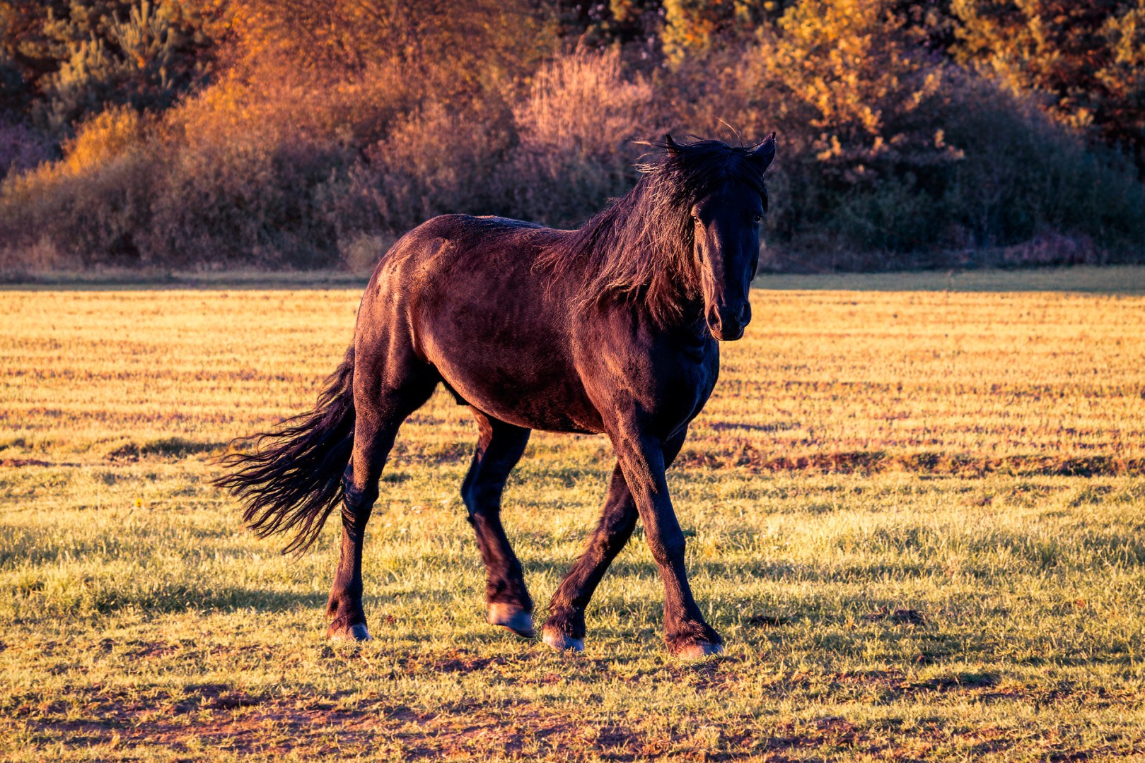 Black horse walking across a golden field at sunset with autumn trees in the background