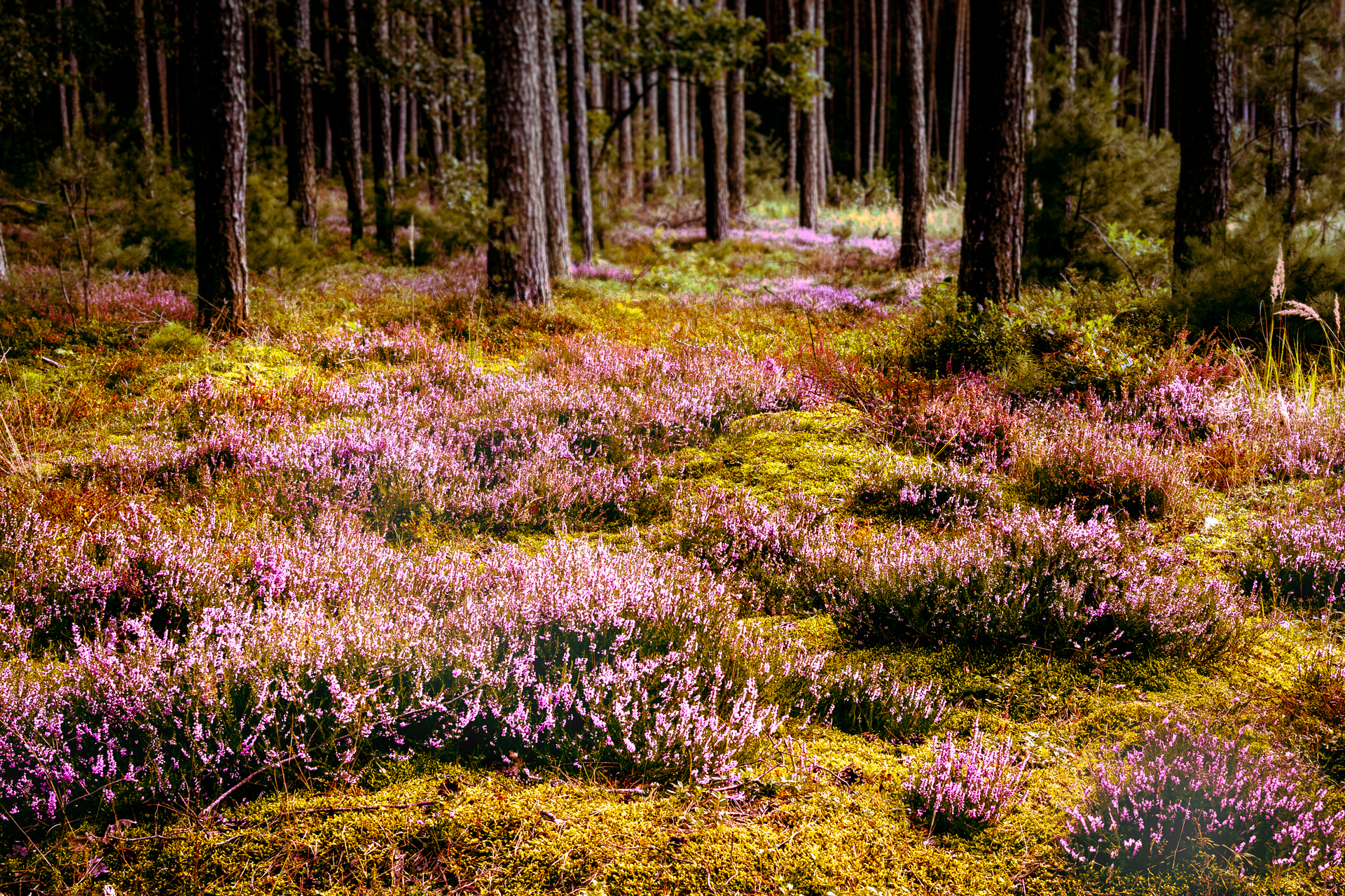 Heather fields in full bloom covering the forest floor under tall pine trees in Poland, photographed in late summer golden light